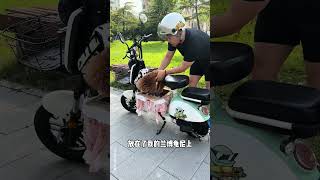 完了，要给我家狗设防沉迷了！ 王多多麦富迪霸弗 麦富迪霸弗猫粮 淘宝真香好物抖音双11百大萌主 [upl. by Novak]