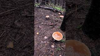 Porcini🍄Boletus edulisOctober 2024 wildmushrooms mushroom fungi short grzyby porcini forest [upl. by Nosreh]