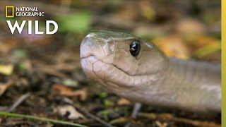 Catching the Deadly Black Mamba  These Snakes Can Kill You [upl. by Eirollam]