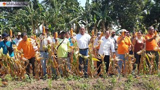 Panen Jagung Varietas Lamuru di Balai Benih Induk Tarus  Upaya Kemandirian Benih di NTT [upl. by Alleras]