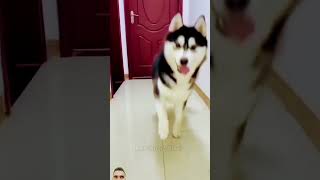 Dr Monkey funny monkey comedy dog doglover realfools mrchopravines monkeycomedyvideo [upl. by Bennink312]