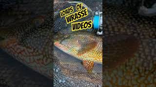 Loads of Wrasse Videos theconstantangler wrassefishing lurefishingforwrasseuk lurefishinguk [upl. by Kelbee]