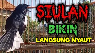 SIULAN KACER GACOR BIKIN BUKOR MEMANCING EMOSI KACER LAWAN PAGI HARI AGAR CEPAT NYAUT BUNYI GACOR [upl. by Assirod266]