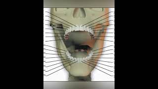 Development of the Maxilla [upl. by As693]