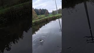 13s Hecht Livebiss fishing fish hecht hechtangeln spinnfischen nature angeln angel esox [upl. by Airebma]