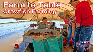 Touring a Working Louisiana Crawfish Farm  You Don’t See This Every Day [upl. by Kaja315]