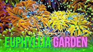 Soin conseil et maintenance sur les euphyllia glabrescens [upl. by Domeniga]