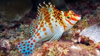 Falco Hawkfish Cirrhitichthys falco [upl. by Norra866]