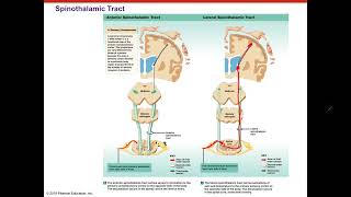 Anatomy Chapter 15 The Nervous System Sensory amp Motor Tracts of the Spinal Cord [upl. by Karlee]