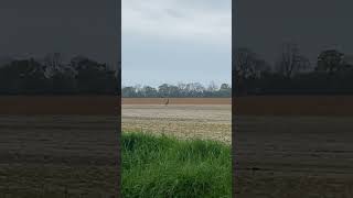 Roe Buck running off before getting dispatched deer stalking life deerhunting deerstalking [upl. by Ahcropal]