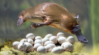 Great Mom Platypuses Laying Eggs And Cute Platypuses Moments [upl. by Orelu696]