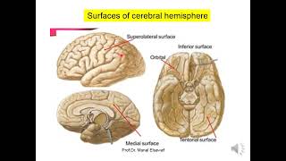 Cerebral Hemispheres  ProfDr Manal Elsawaf [upl. by Uaeb]