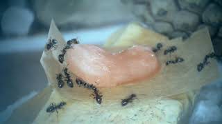 Lasius niger complete care guide [upl. by Nairrot334]