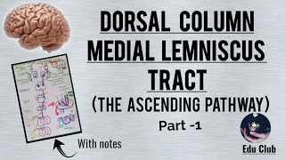 Dorsal column medial lemniscus tract  The Ascending pathway  Part  1 With PG questions [upl. by Ylro]