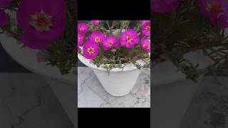 Moss rose plant grow in potshortsgardeningtricks [upl. by Novehc75]