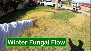 Using LESS CHEMICAL to Control Fall and Winter Lawn Disease  Large Patch [upl. by Ivette]