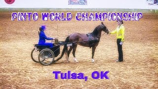 Pinto World Championship  Tulsa OK [upl. by Aigneis]