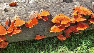 Orange Peel Fungus Aleuria aurantia Pycnoporus sanguineusFungi mushroom fungi [upl. by Nawat95]