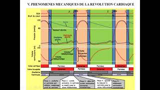 Physiologie circulatoire Activité cardiaque partie 5 Physiologie des grandes fonctions [upl. by Nibaj30]