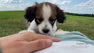 Kooikerhondje puppies  Serenity Hill litter B 78 weeks [upl. by Suiddaht]