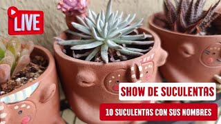 SHOW DE SUCULENTAS 10 suculentas con sus nombres [upl. by Chelsea]