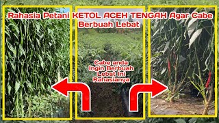 CARA BUDIDAYA CABE BUAH SUPER LEBAT VERSI PETANI BLANG MANCONG KECKETOL ACEH TENGAH [upl. by Arikahc767]