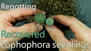 Repotting recovered Lophophora seedlings [upl. by Enalda946]