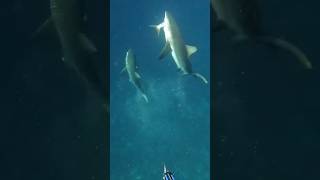 Crazy SHARK ATTACK fishing fish shark [upl. by Reyaht]