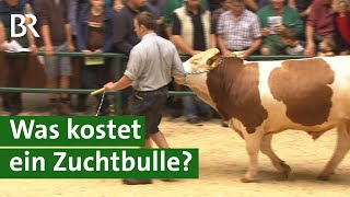 Besamungsstation kauft teuersten FleckviehZuchtbullen bei Auktion  Unser Land  Stier  BR [upl. by Nede537]