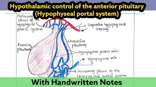 Hypothalamic control of anterior pituitary  Hypophyseal portal system [upl. by Allistir]