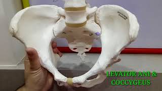 BONY PELVIS PART1 BY DR MITESH DAVE [upl. by Yvad658]