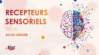 Physiologie  LES RECEPTEURS SENSORIELS par AICHA ZERABIB [upl. by Korb996]