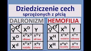 Dziedziczenie cech sprzężonych z płcią Dziedziczenie daltonizmu i hemofilii [upl. by Aimerej]