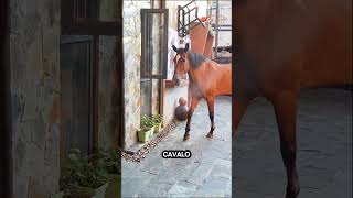 Genius Horse O incrível viralvideo facts [upl. by Maker]