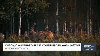 Chronic Wasting Disease confirmed in Spokane County [upl. by Fantasia200]