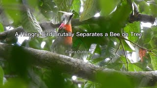 A Hungry Bird Brutally Separates a Bee on Tree  Real Angry Birds [upl. by Kendra736]