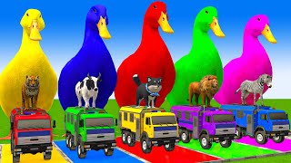 5 Giant Duck CartoonCowMammothDogTRexLionTiger Paint Wild Animals Crossing Fountain Animation [upl. by Acirrej]