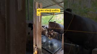 ഒന്ന് സഹകരിച്ചുകൂടെ 😭😭😭 inseminating buffalo 🤯 [upl. by Alberto]