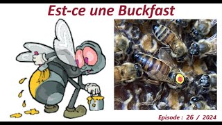 Estce une BucKfast lesabeillesdefred07apicultureabeillesabeille [upl. by Sev]