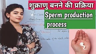 Process Of Sperm Production  पुरुषों मे शुक्राणु कैसे बनते हैं  Formation Of Sperm [upl. by Suolkcin316]