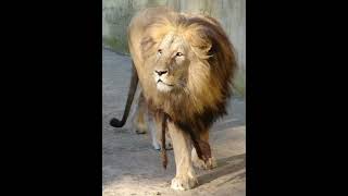 Katanga Lion Sound Effects 🦁 🔊 [upl. by Doty]