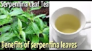 Serpentina Benefits Uses and Side Effects [upl. by Nnylrefinnej]