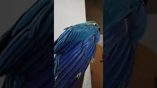 How to keep your macaw bird happy shortsviral macaw [upl. by Eked64]