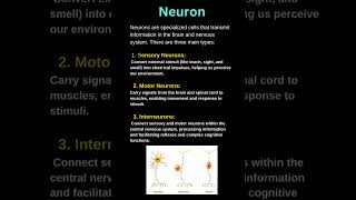 NEURON  Types of neuron  sensory  motor  interneuron [upl. by Allx152]