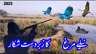 Best Western Purple Swamphen Bird Hunting 😱😲 Nila kukar ka shikar Nela Murg ka shikar [upl. by Suitangi611]