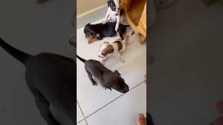 DOEI OS CACHORROS DE DIPIRONA catitos humor [upl. by Acnaiv]