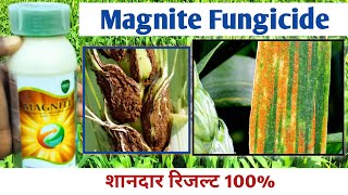 magnite fungicide । all crop use Azoxystrobin 182 Difenoconazole 114 SC  सबसे टॉप कवकनाशी [upl. by Brainard]