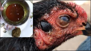 Fowl Pox Remedies  chicken  homemade  Tamil [upl. by Erland143]