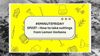 EP237  How to take cuttings from Lemon Verbena 5minutefriday [upl. by Edualc]