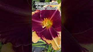 Hemerocallis ‘Tiger Blood’ hemerocallis daylillies daylilies daylily perennial flower plants [upl. by Nylrahs978]